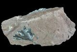 Metallic, Needle-Like Pyrolusite Cystals - Morocco #88951-1